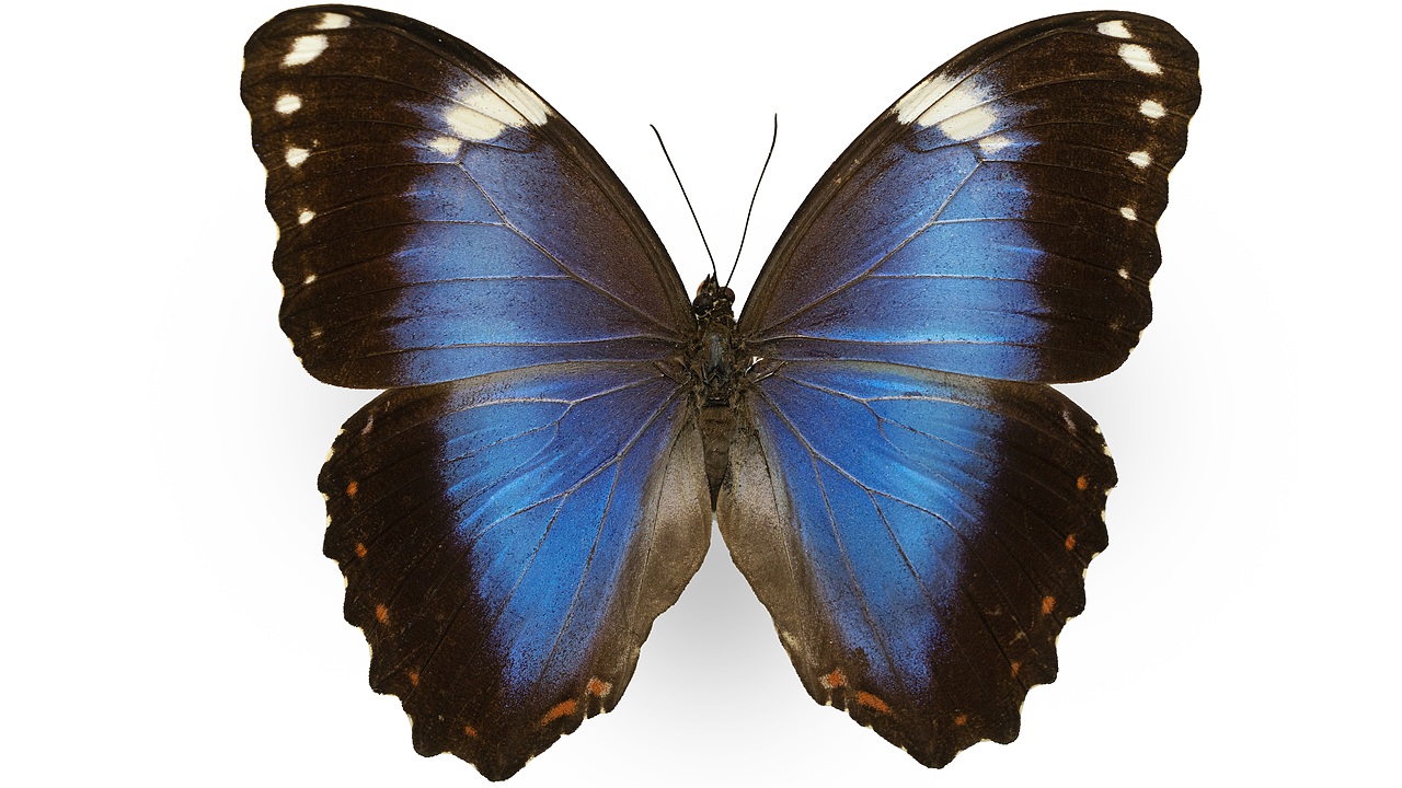 闪蝶标本展示（图ZNDA0MDkwNTQ0） - 其他摄影 - 站酷设计师饭饭饭樊原创素材 - 站酷ZCOOL