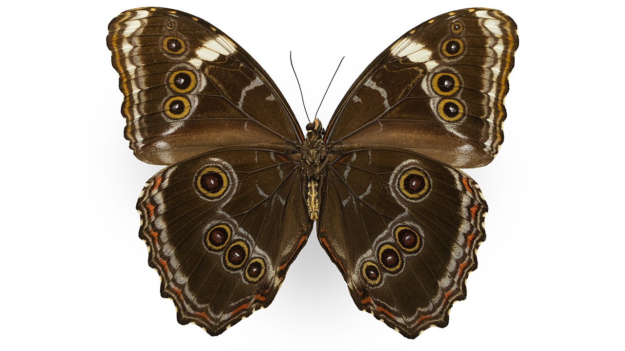 闪蝶标本展示（图ZNDA0MDkwNTQ4） - 其他摄影 - 站酷设计师饭饭饭樊原创素材 - 站酷ZCOOL