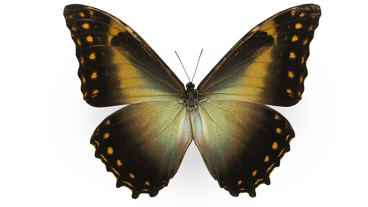 闪蝶标本展示（图ZNDA0MDkwNjE2） - 其他摄影 - 站酷设计师饭饭饭樊原创素材 - 站酷ZCOOL