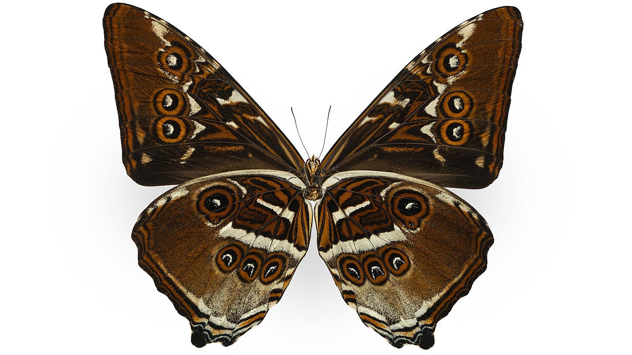 闪蝶标本展示（图ZNDA0MDkwNTg4） - 其他摄影 - 站酷设计师饭饭饭樊原创素材 - 站酷ZCOOL