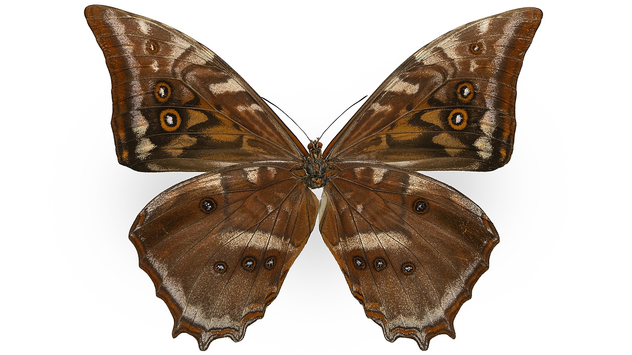 闪蝶标本展示（图ZNDA0MDkwNTc2） - 其他摄影 - 站酷设计师饭饭饭樊原创素材 - 站酷ZCOOL