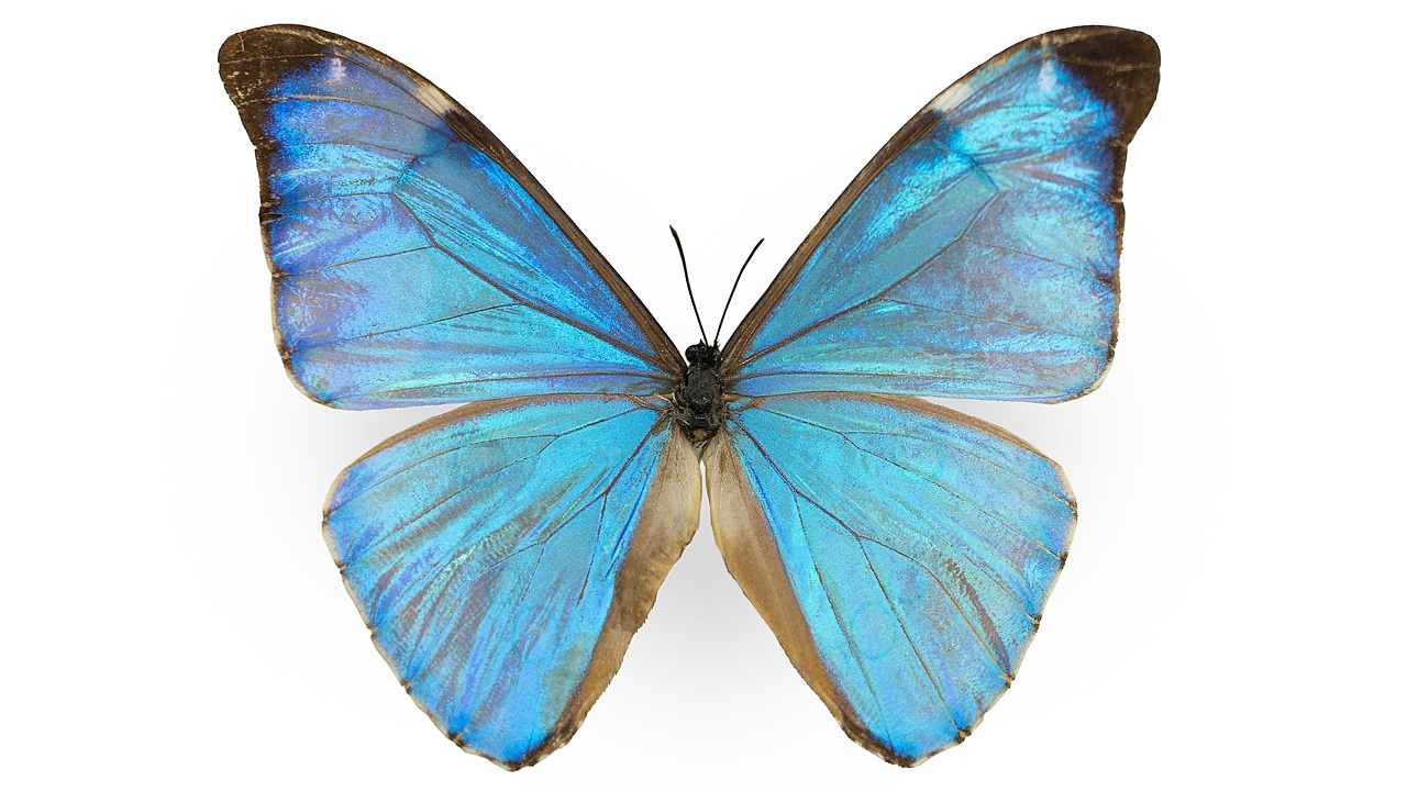 闪蝶标本展示（图ZNDA0MDkwNjMy） - 其他摄影 - 站酷设计师饭饭饭樊原创素材 - 站酷ZCOOL