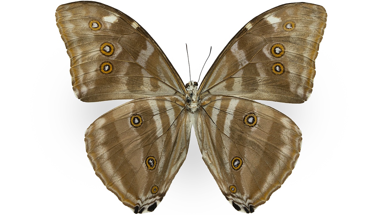 闪蝶标本展示（图ZNDA0MDkwNTY4） - 其他摄影 - 站酷设计师饭饭饭樊原创素材 - 站酷ZCOOL