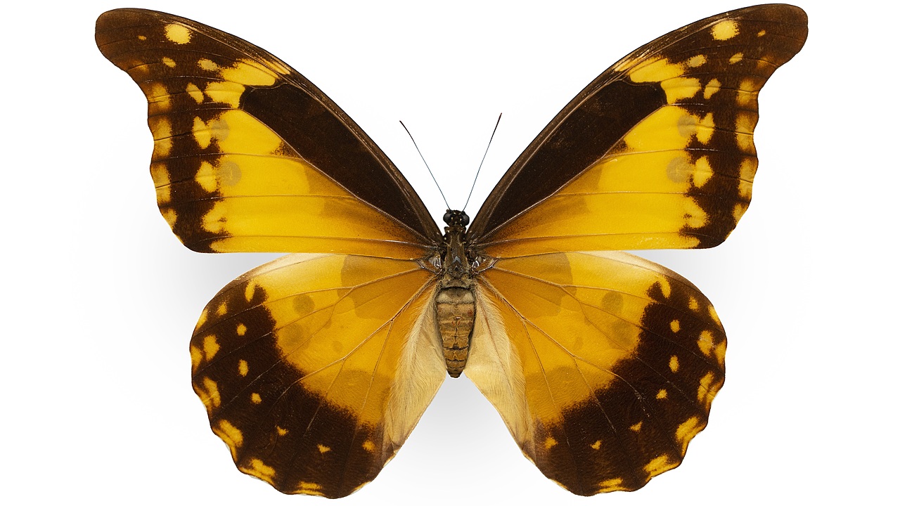 闪蝶标本展示（图ZNDA0MDkwNjI0） - 其他摄影 - 站酷设计师饭饭饭樊原创素材 - 站酷ZCOOL