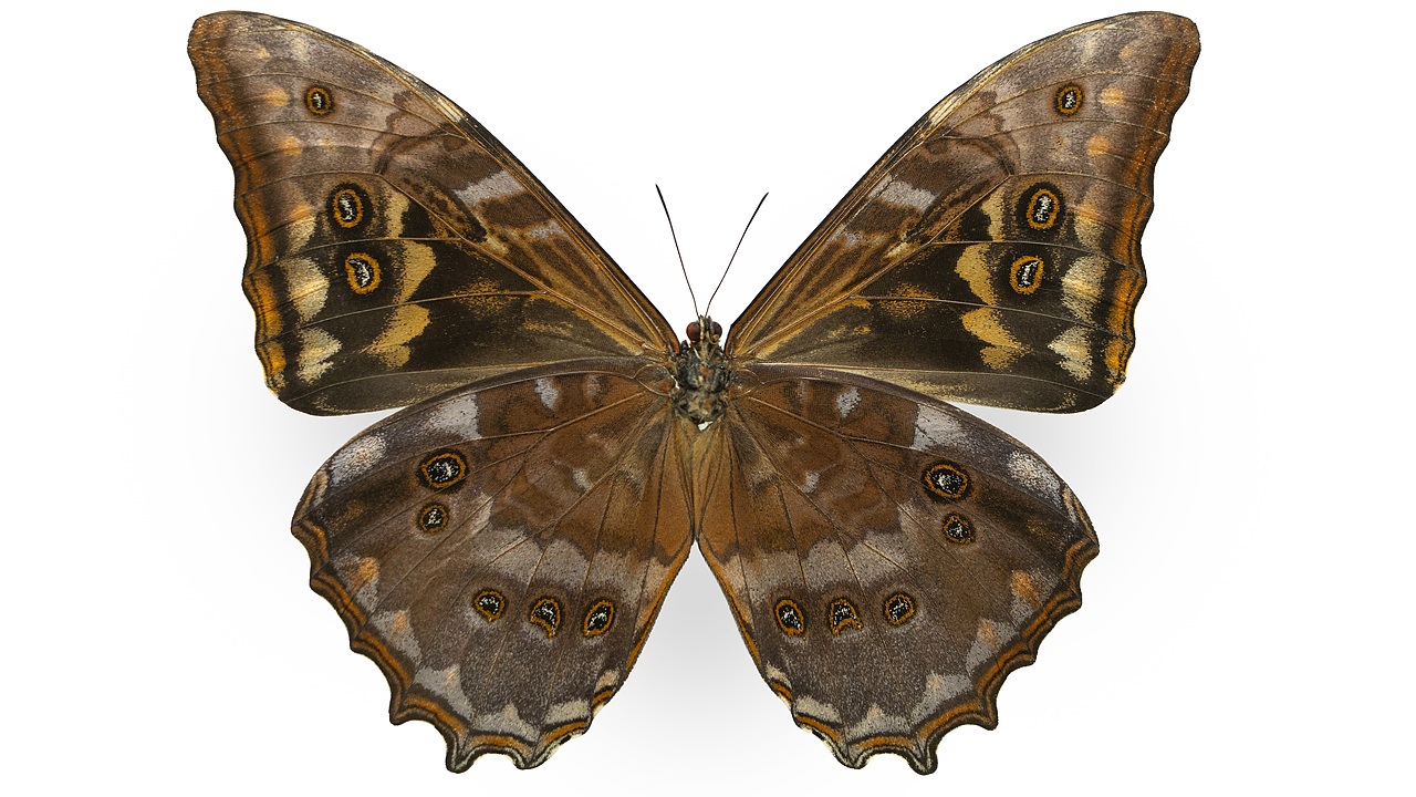 闪蝶标本展示（图ZNDA0MDkwNjIw） - 其他摄影 - 站酷设计师饭饭饭樊原创素材 - 站酷ZCOOL