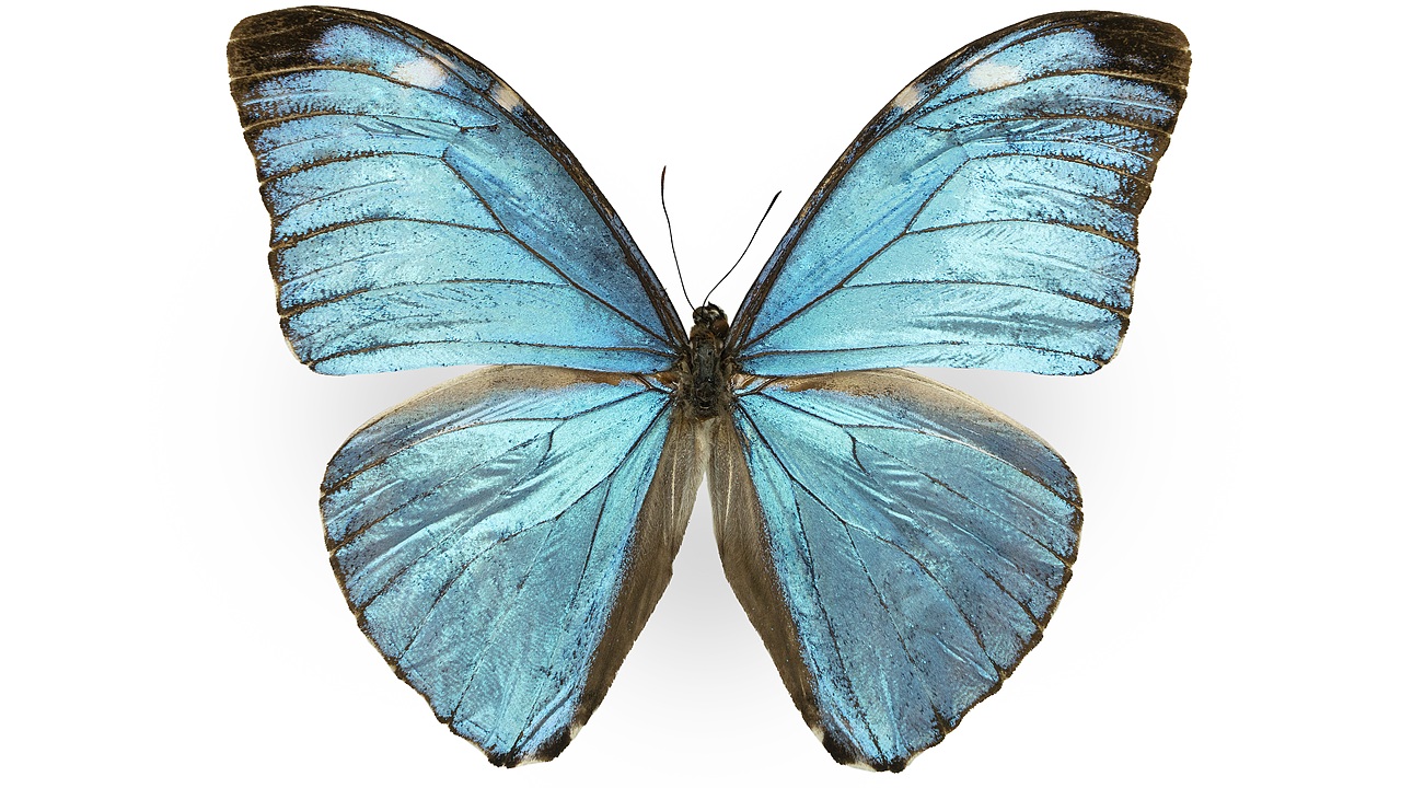 闪蝶标本展示（图ZNDA0MDkwNTY0） - 其他摄影 - 站酷设计师饭饭饭樊原创素材 - 站酷ZCOOL