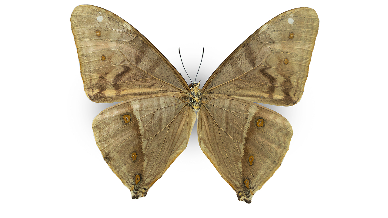 闪蝶标本展示（图ZNDA0MDkwMzgw） - 其他摄影 - 站酷设计师饭饭饭樊原创素材 - 站酷ZCOOL