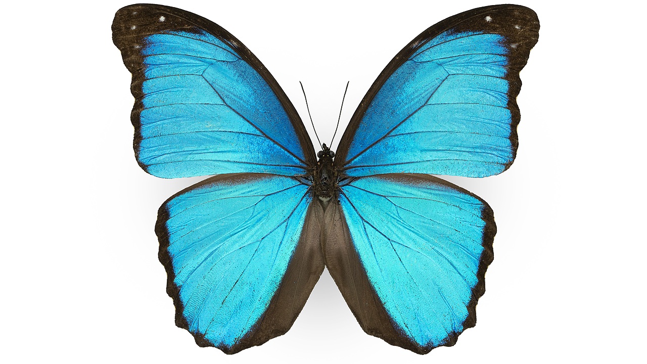 闪蝶标本展示（图ZNDA0MDkwNDY4） - 其他摄影 - 站酷设计师饭饭饭樊原创素材 - 站酷ZCOOL