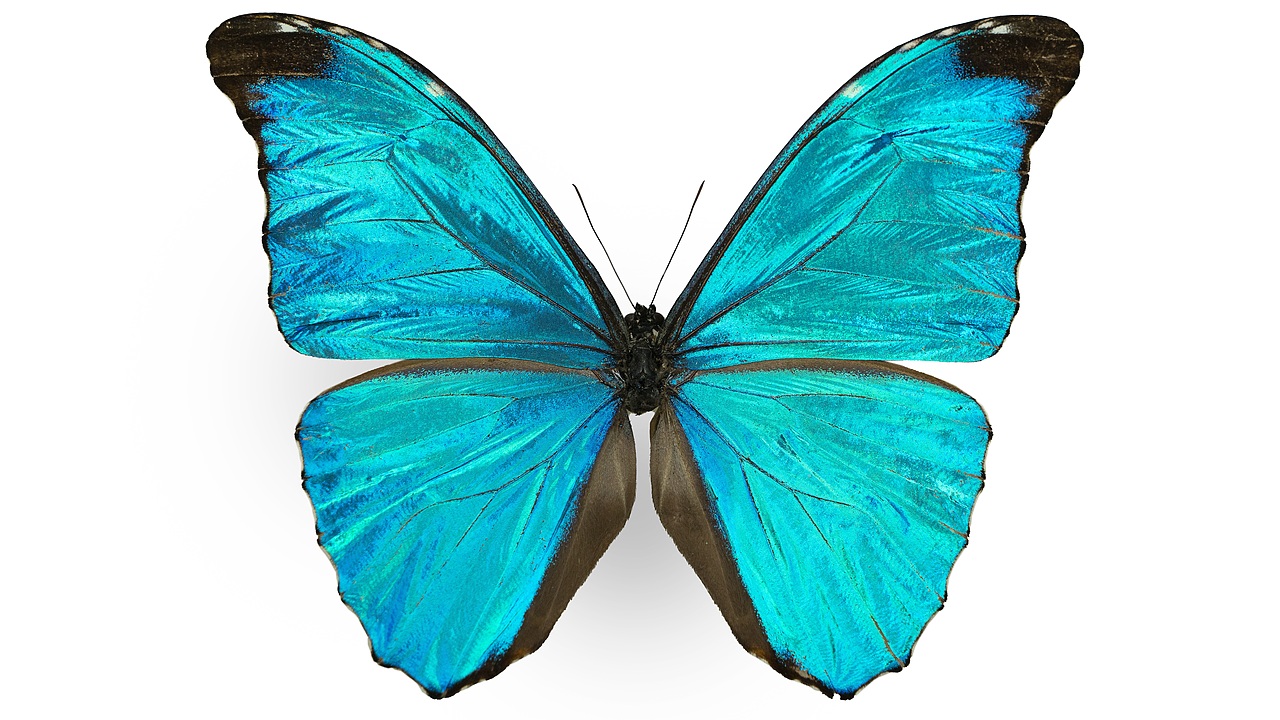 闪蝶标本展示（图ZNDA0MDkwNTU2） - 其他摄影 - 站酷设计师饭饭饭樊原创素材 - 站酷ZCOOL