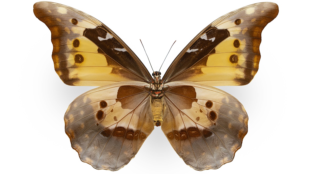 闪蝶标本展示（图ZNDA0MDkwNjI4） - 其他摄影 - 站酷设计师饭饭饭樊原创素材 - 站酷ZCOOL