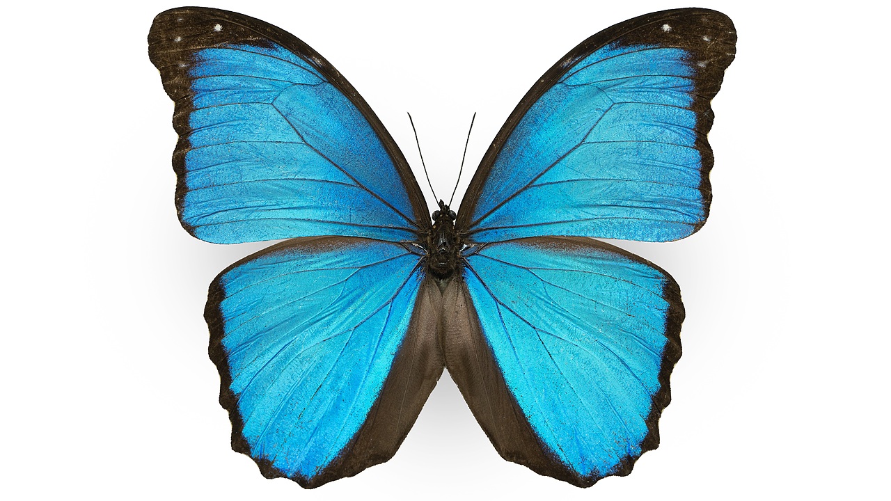 闪蝶标本展示（图ZNDA0MDkwNDY0） - 其他摄影 - 站酷设计师饭饭饭樊原创素材 - 站酷ZCOOL