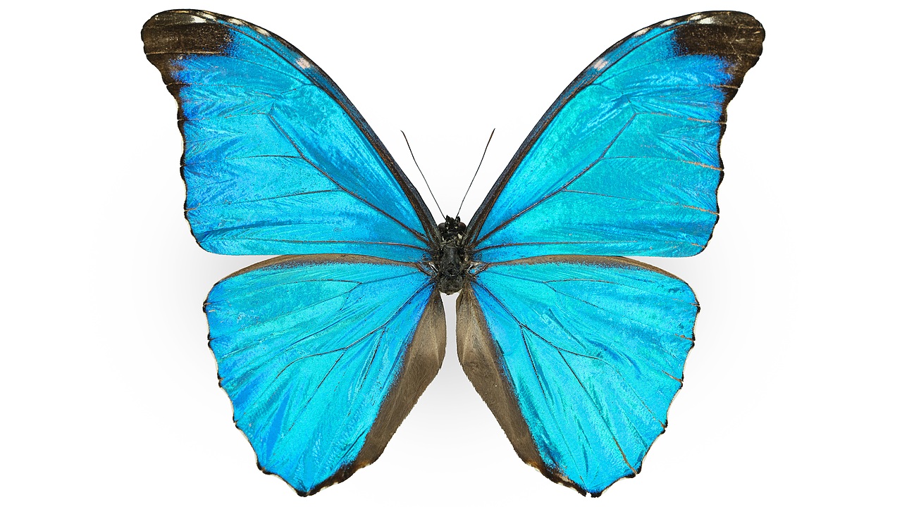 闪蝶标本展示（图ZNDA0MDkwNTUy） - 其他摄影 - 站酷设计师饭饭饭樊原创素材 - 站酷ZCOOL