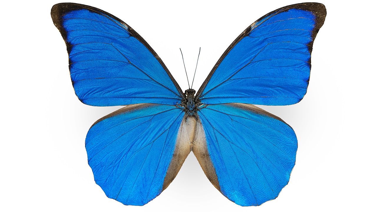 闪蝶标本展示（图ZNDA0MDkwNjQw） - 其他摄影 - 站酷设计师饭饭饭樊原创素材 - 站酷ZCOOL