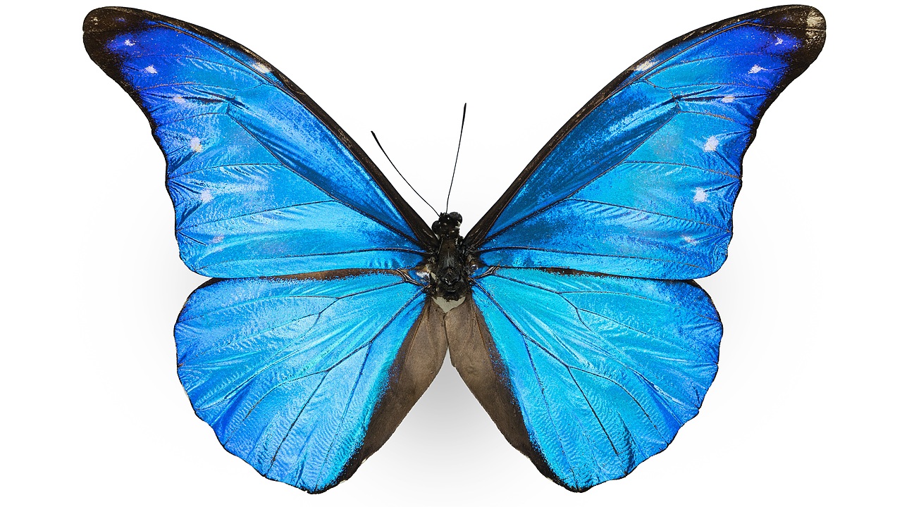 闪蝶标本展示（图ZNDA0MDkwNTMy） - 其他摄影 - 站酷设计师饭饭饭樊原创素材 - 站酷ZCOOL