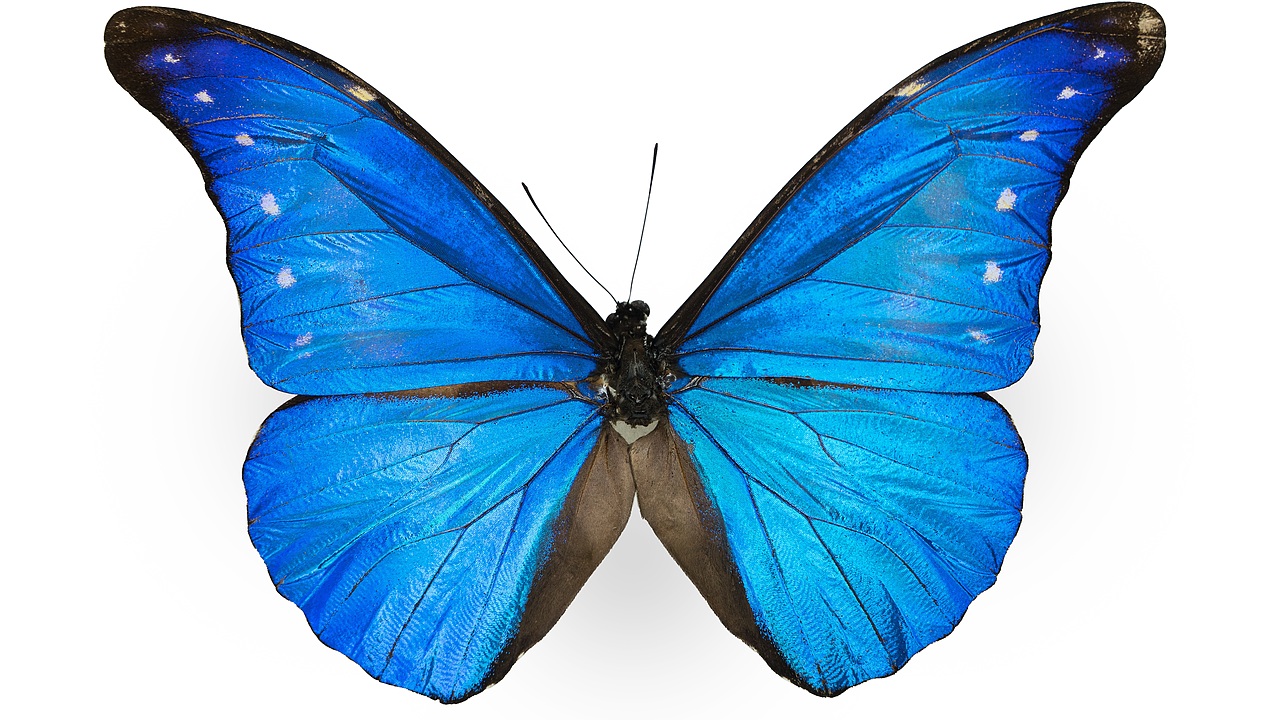 闪蝶标本展示（图ZNDA0MDkwNTM2） - 其他摄影 - 站酷设计师饭饭饭樊原创素材 - 站酷ZCOOL