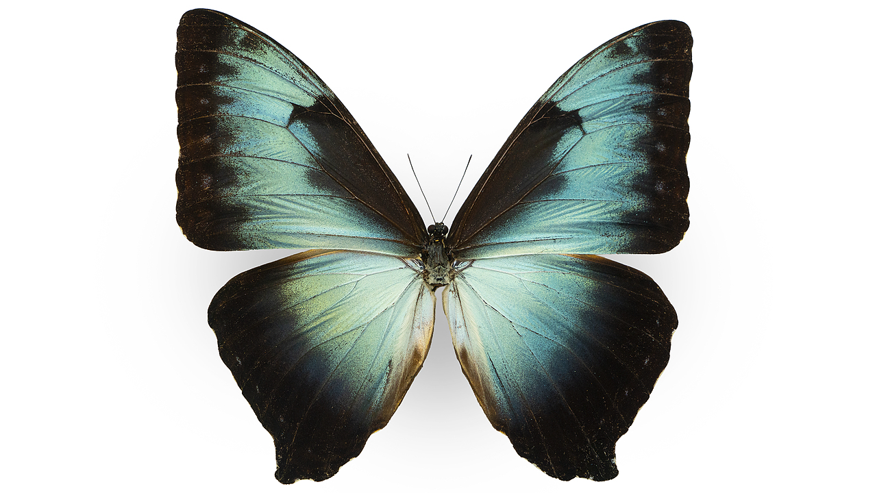 闪蝶标本展示（图ZNDA0MDkwNTI0） - 其他摄影 - 站酷设计师饭饭饭樊原创素材 - 站酷ZCOOL