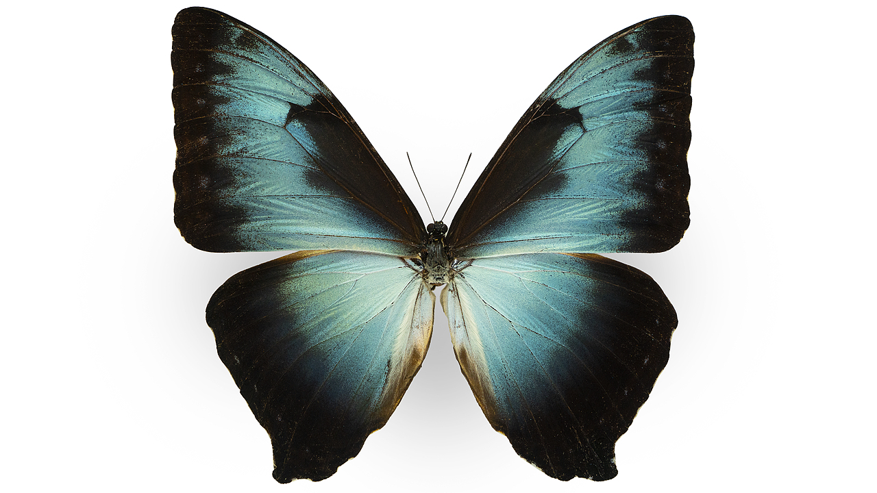 闪蝶标本展示（图ZNDA0MDkwNTIw） - 其他摄影 - 站酷设计师饭饭饭樊原创素材 - 站酷ZCOOL