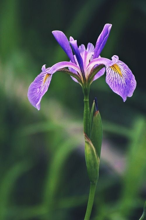 紫鸢之径：春日花园里的古典静美（图ZNDA0MTAyNjc2） - 风光摄影 - 站酷设计师一小迷糊一原创素材 - 站酷ZCOOL