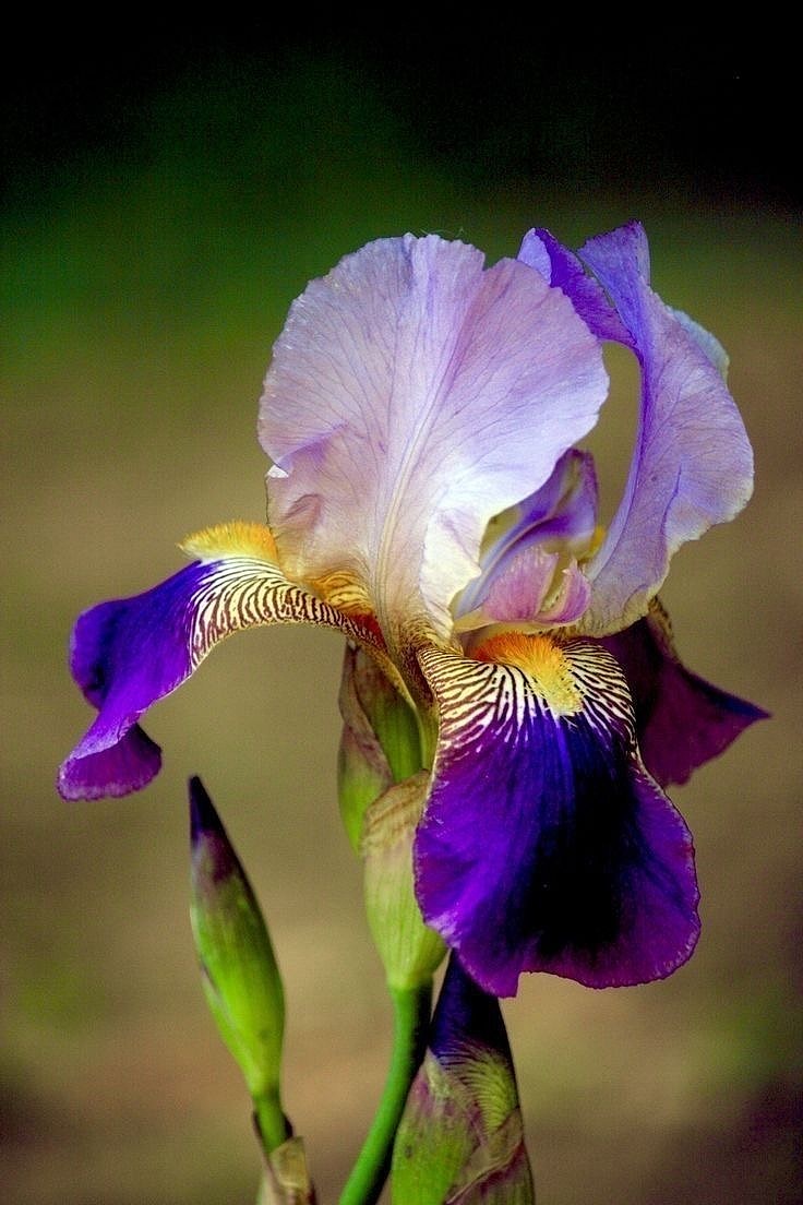 紫鸢之径：春日花园里的古典静美（图ZNDA0MTAyNjgw） - 风光摄影 - 站酷设计师一小迷糊一原创素材 - 站酷ZCOOL