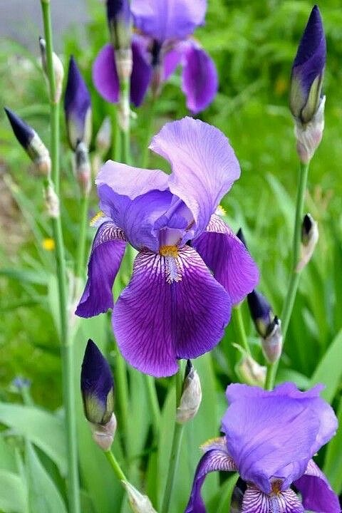 紫鸢之径：春日花园里的古典静美（图ZNDA0MTAyNjcy） - 风光摄影 - 站酷设计师一小迷糊一原创素材 - 站酷ZCOOL