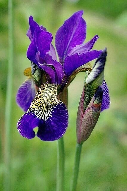 紫鸢之径：春日花园里的古典静美（图ZNDA0MTAyNjky） - 风光摄影 - 站酷设计师一小迷糊一原创素材 - 站酷ZCOOL