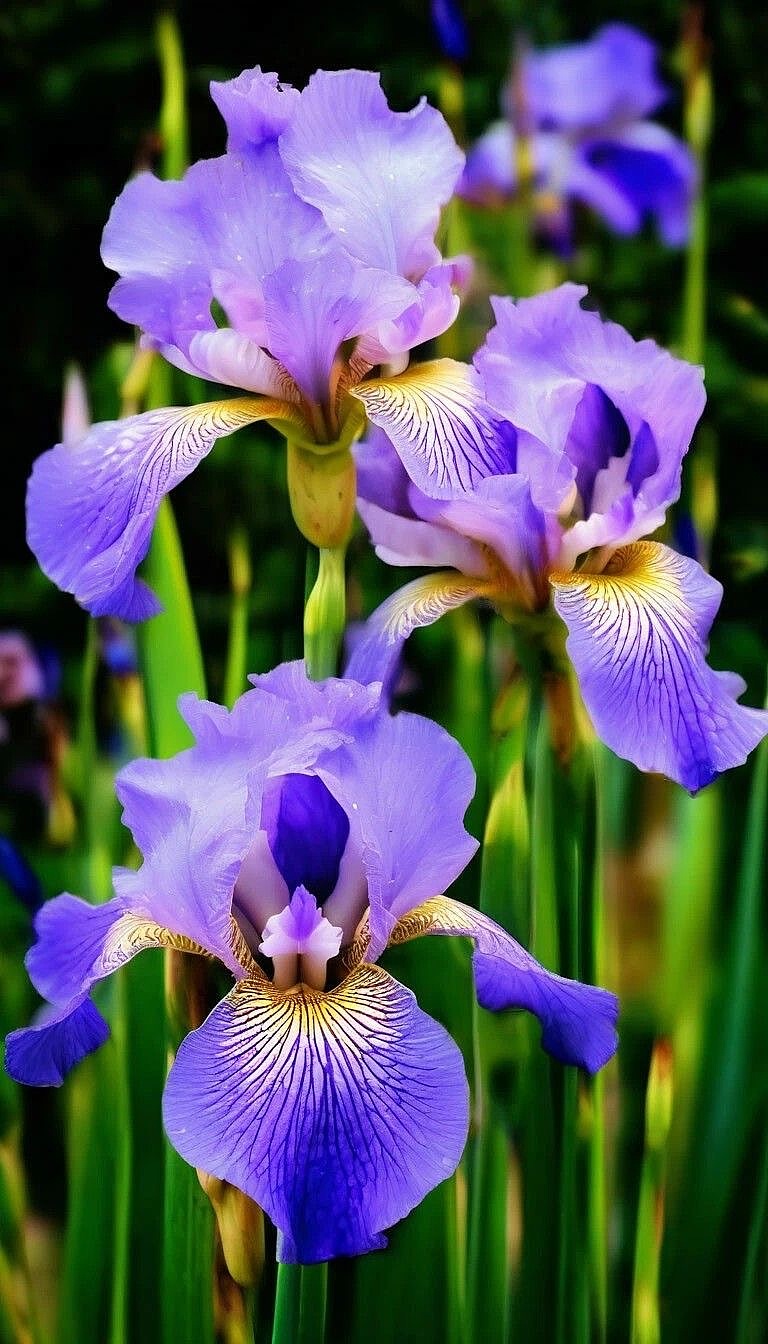 紫鸢之径：春日花园里的古典静美（图ZNDA0MTAyNjg4） - 风光摄影 - 站酷设计师一小迷糊一原创素材 - 站酷ZCOOL