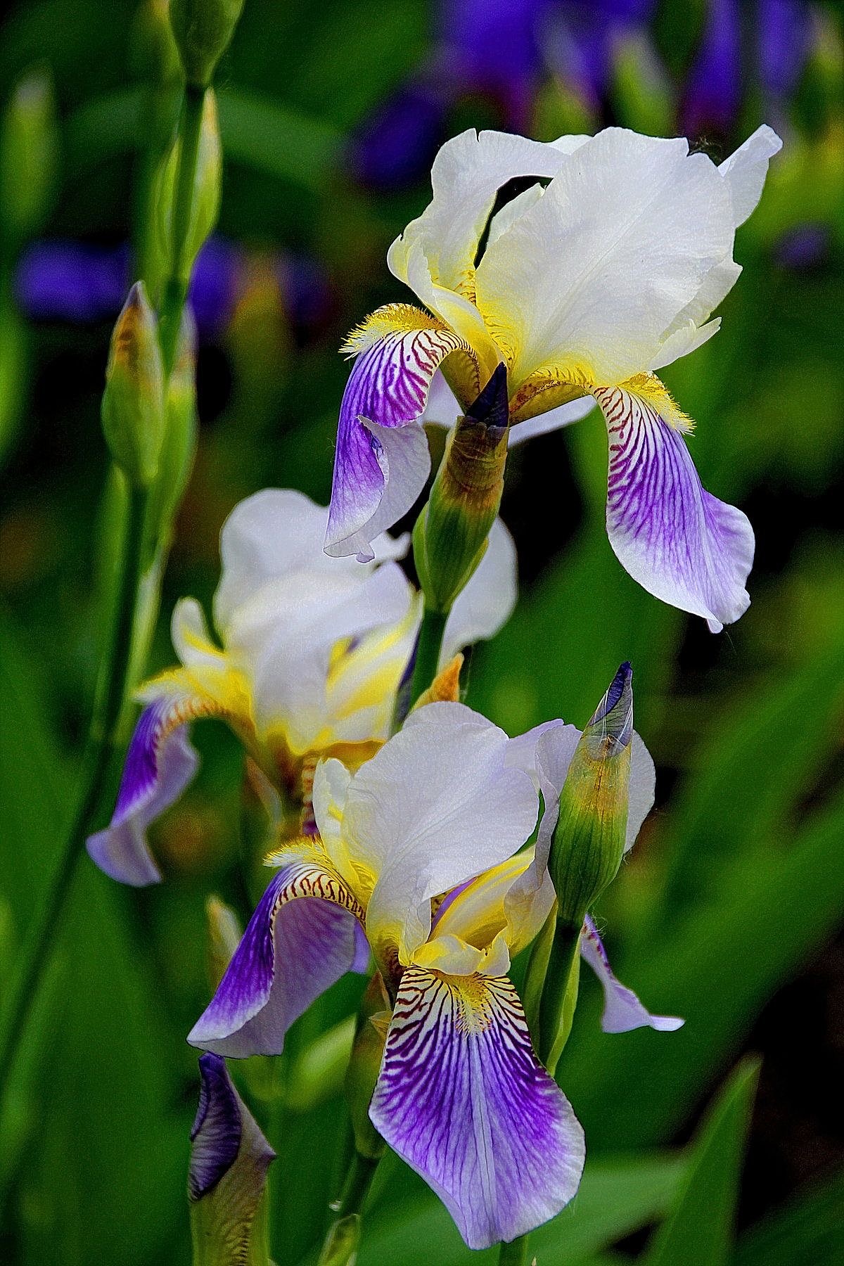 紫鸢之径：春日花园里的古典静美（图ZNDA0MTAyNzA0） - 风光摄影 - 站酷设计师一小迷糊一原创素材 - 站酷ZCOOL