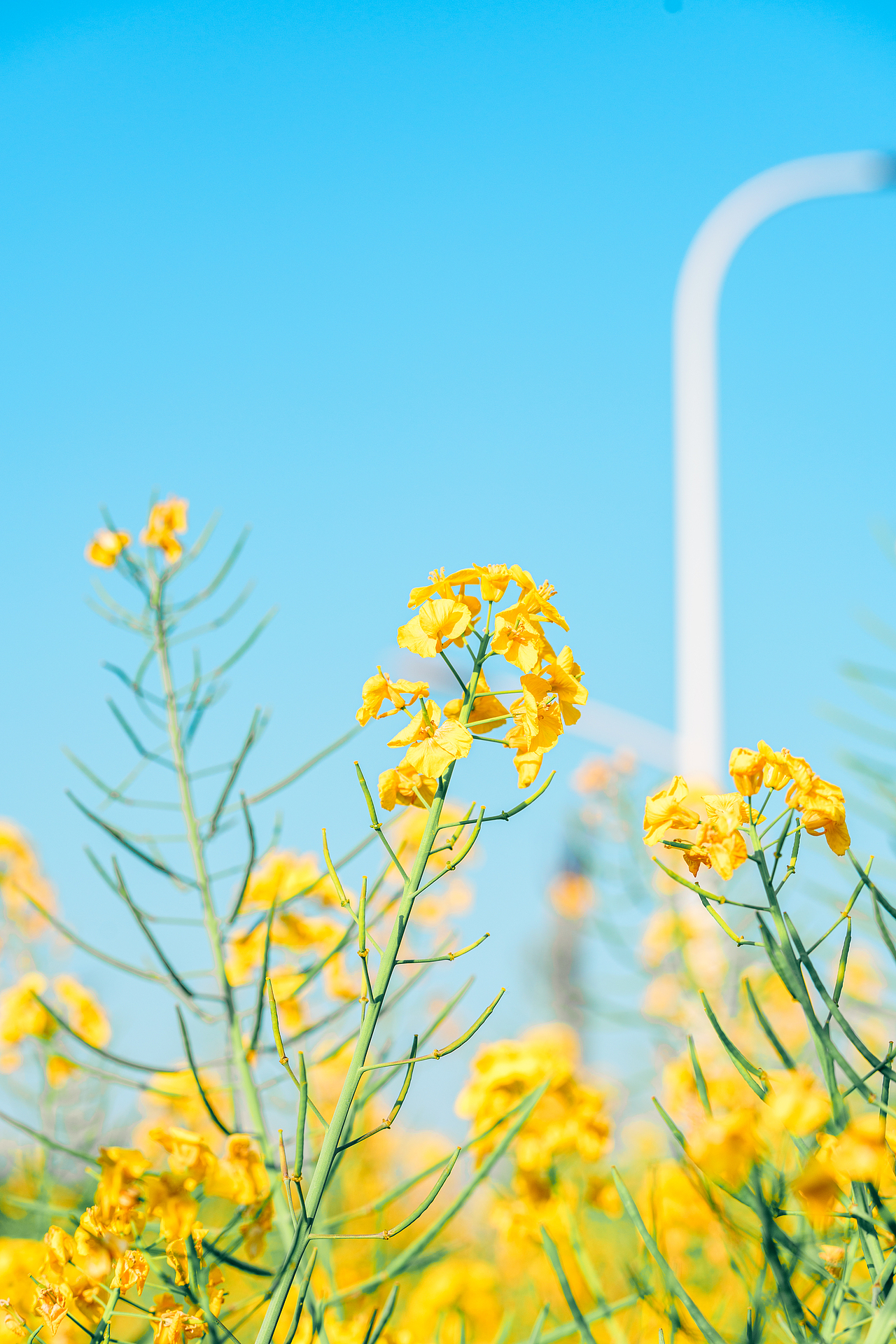 油菜花（图ZNDA0MTA5NzM2） - 风光摄影 - 站酷设计师木头猫摄影原创素材 - 站酷ZCOOL