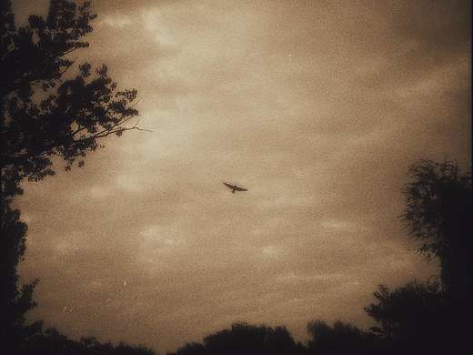 飞鸟是宇宙投下的信笺（个人主页-ZNzMzMTA5ODA=） - 时尚/艺术摄影 - 站酷设计师鲸跃Whale原创素材 - 站酷ZCOOL