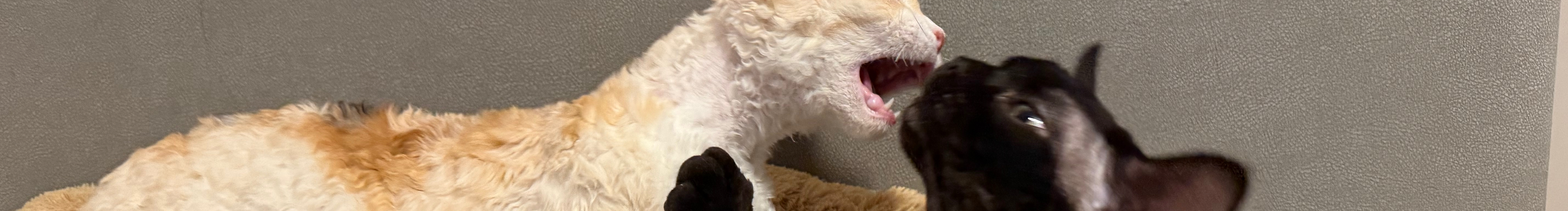 一颗糖啊的个人主页（封面预览） - 主页封面设置 - 站酷设计师一颗糖啊原创素材 - 站酷ZCOOL