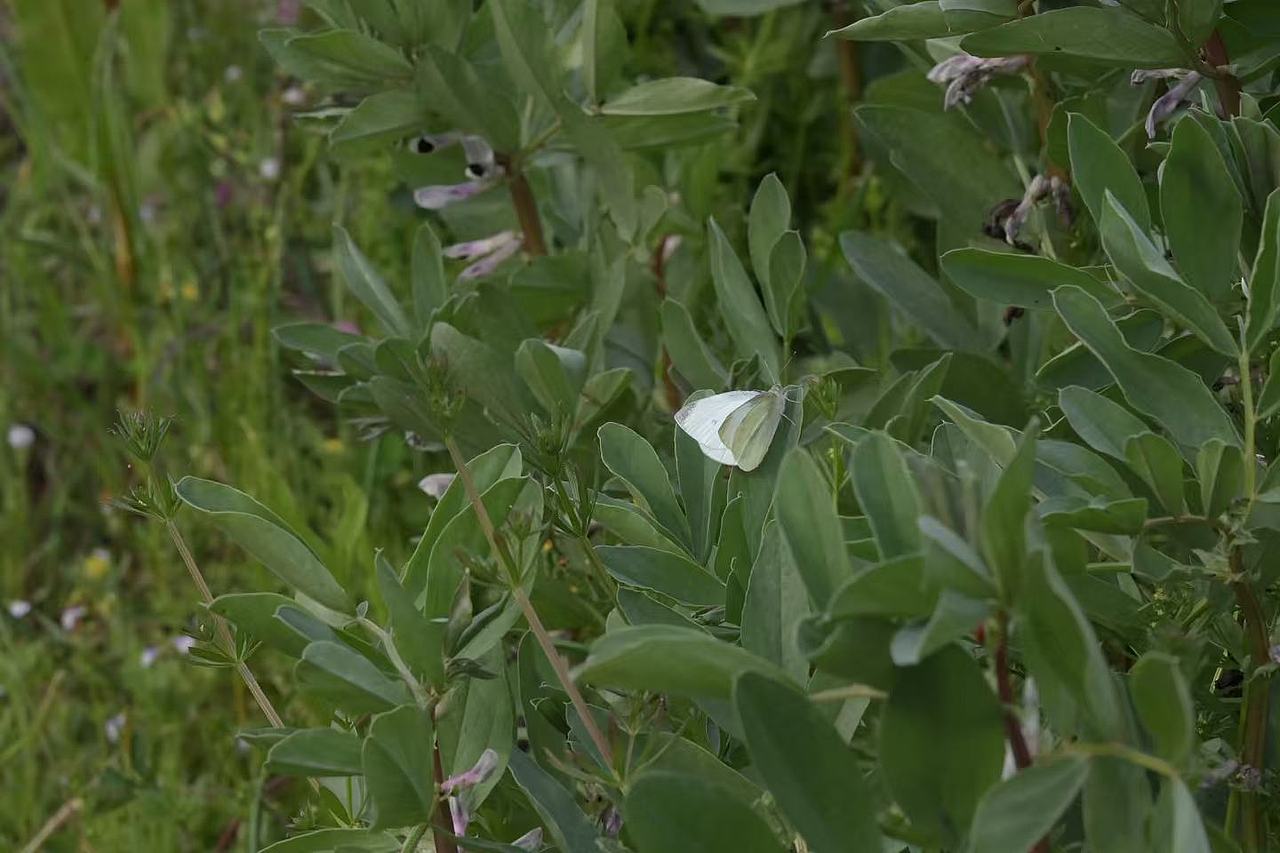 故乡的春天（图ZNDA0MTM0MjY0） - 风光摄影 - 站酷设计师Onlybluegreen原创素材 - 站酷ZCOOL