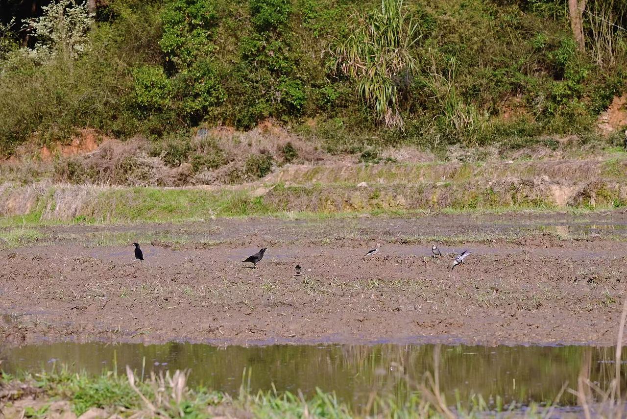 故乡的春天（图ZNDA0MTM0NDA4） - 风光摄影 - 站酷设计师Onlybluegreen原创素材 - 站酷ZCOOL