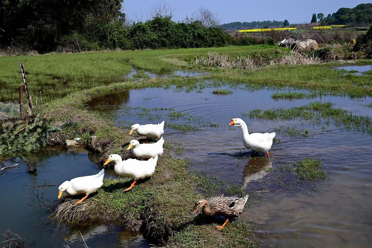 故乡的春天（图ZNDA0MTM0NTgw） - 风光摄影 - 站酷设计师Onlybluegreen原创素材 - 站酷ZCOOL