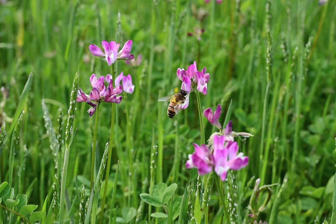 故乡的春天（图ZNDA0MTM1NjAw） - 风光摄影 - 站酷设计师Onlybluegreen原创素材 - 站酷ZCOOL