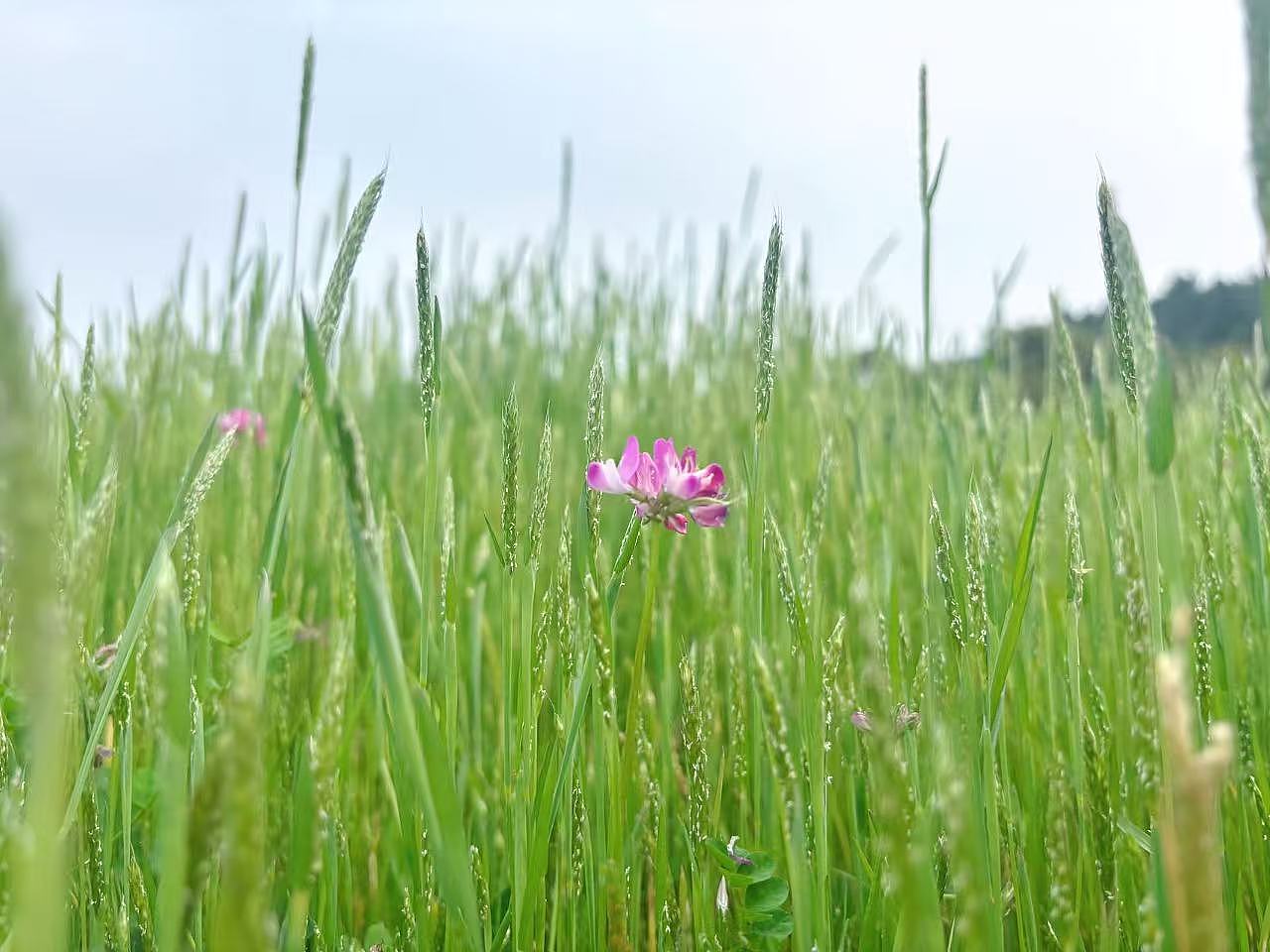 故乡的春天（图ZNDA0MTM1NjA0） - 风光摄影 - 站酷设计师Onlybluegreen原创素材 - 站酷ZCOOL