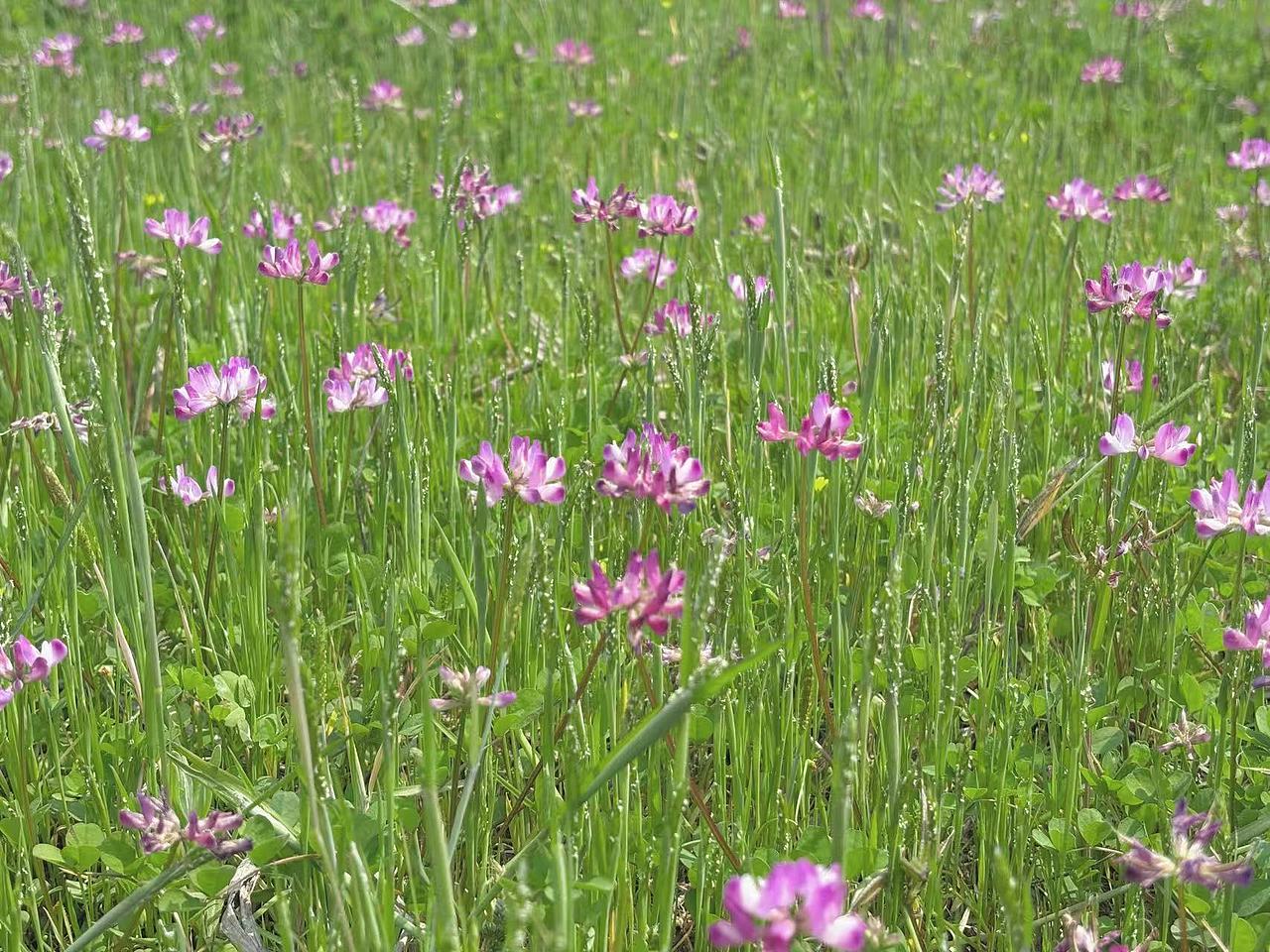 故乡的春天（图ZNDA0MTM2MDcy） - 风光摄影 - 站酷设计师Onlybluegreen原创素材 - 站酷ZCOOL