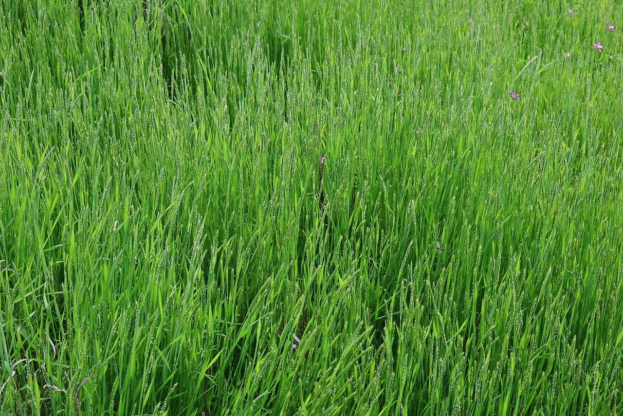 故乡的春天（图ZNDA0MTM2MDgw） - 风光摄影 - 站酷设计师Onlybluegreen原创素材 - 站酷ZCOOL