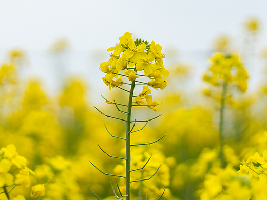 油菜花