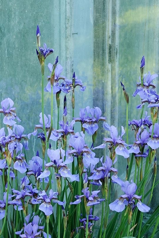 静观花影水光间（图ZNDA0MTQ5OTc2） - 艺术插画 - 站酷设计师一小迷糊一原创素材 - 站酷ZCOOL