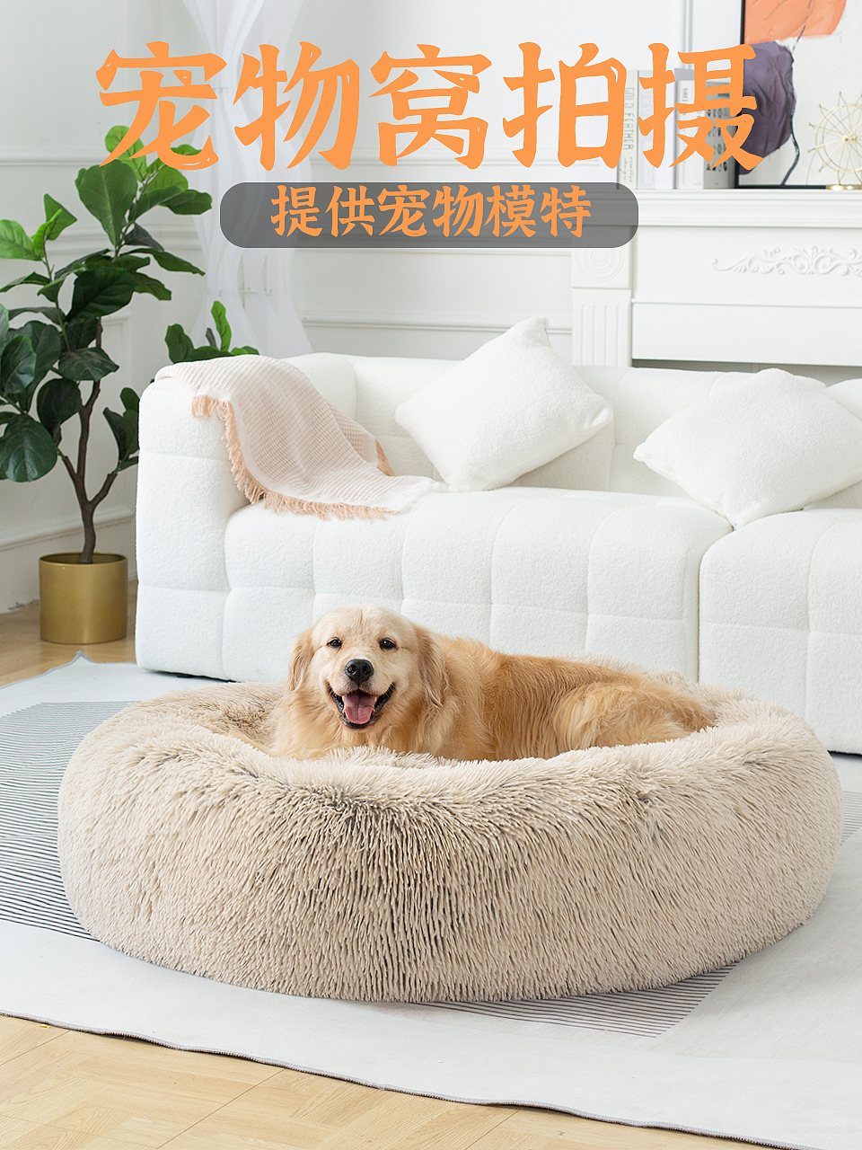 2026宠物产品拍摄案例（图ZNDA0MTY2MDYw） - 宠物摄影 - 站酷设计师宠品摄原创素材 - 站酷ZCOOL