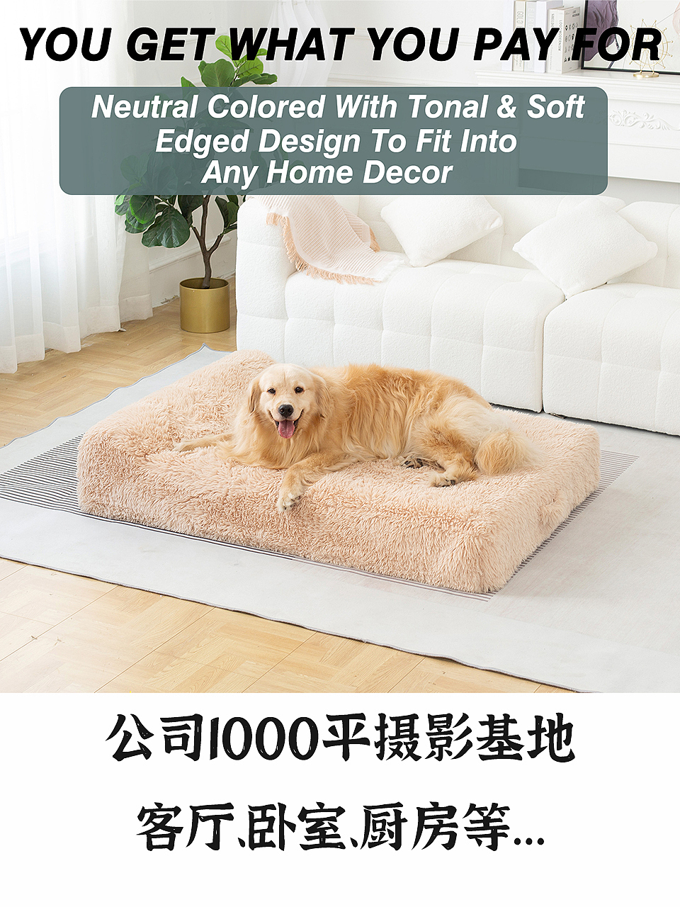 2026宠物产品拍摄案例（图ZNDA0MTY2MDY0） - 宠物摄影 - 站酷设计师宠品摄原创素材 - 站酷ZCOOL