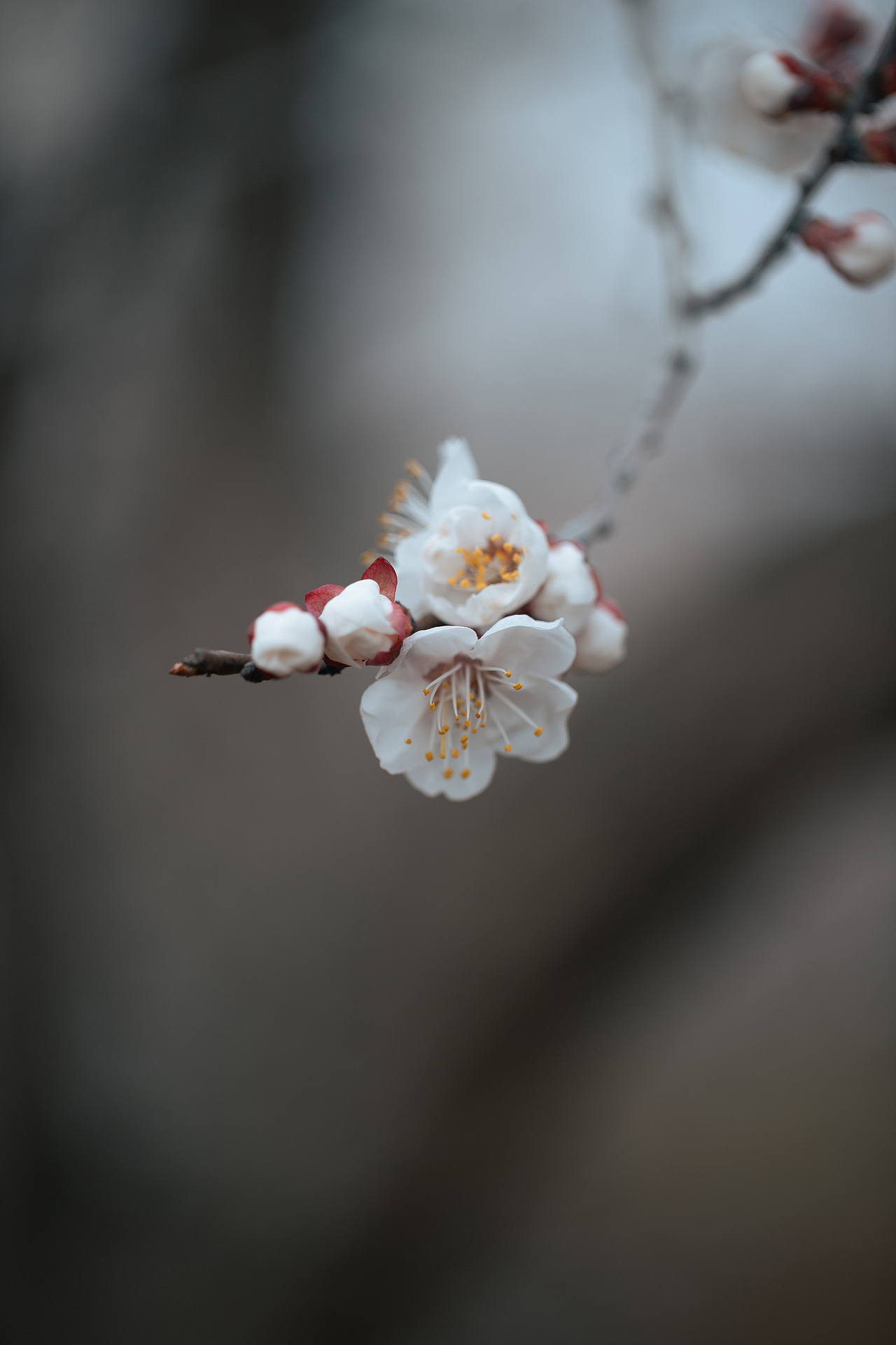 枝上雪（图ZNDA0MjgzOTIw） - 其他摄影 - 站酷设计师pear1103原创素材 - 站酷ZCOOL