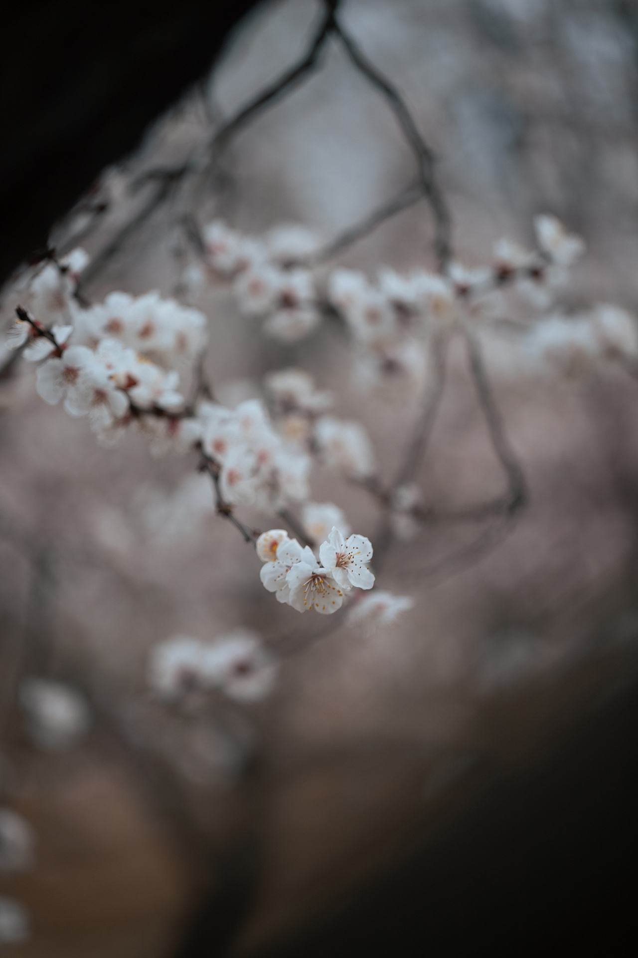 枝上雪（图ZNDA0MjgzOTQw） - 其他摄影 - 站酷设计师pear1103原创素材 - 站酷ZCOOL