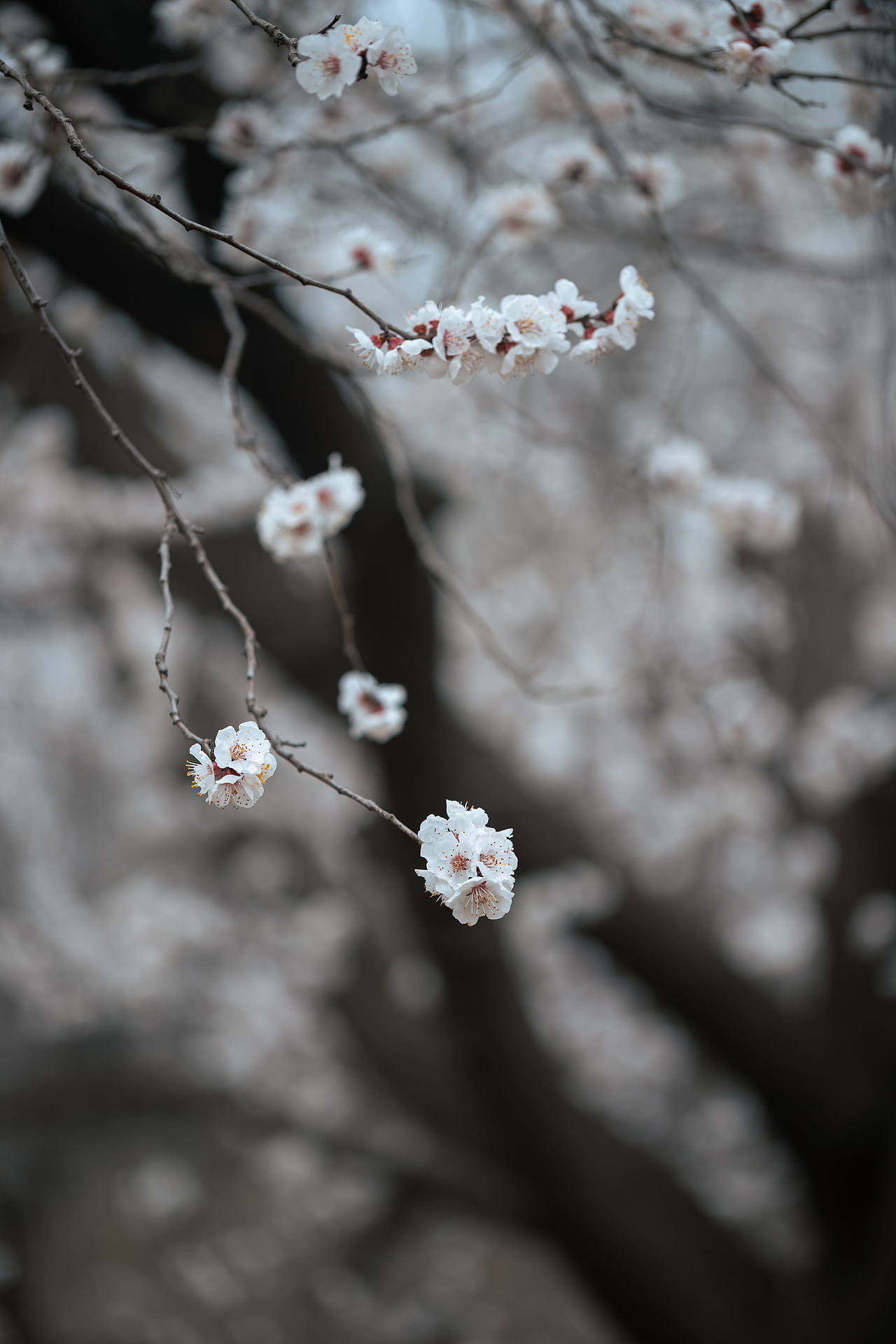 枝上雪（图ZNDA0MjgzOTQ0） - 其他摄影 - 站酷设计师pear1103原创素材 - 站酷ZCOOL