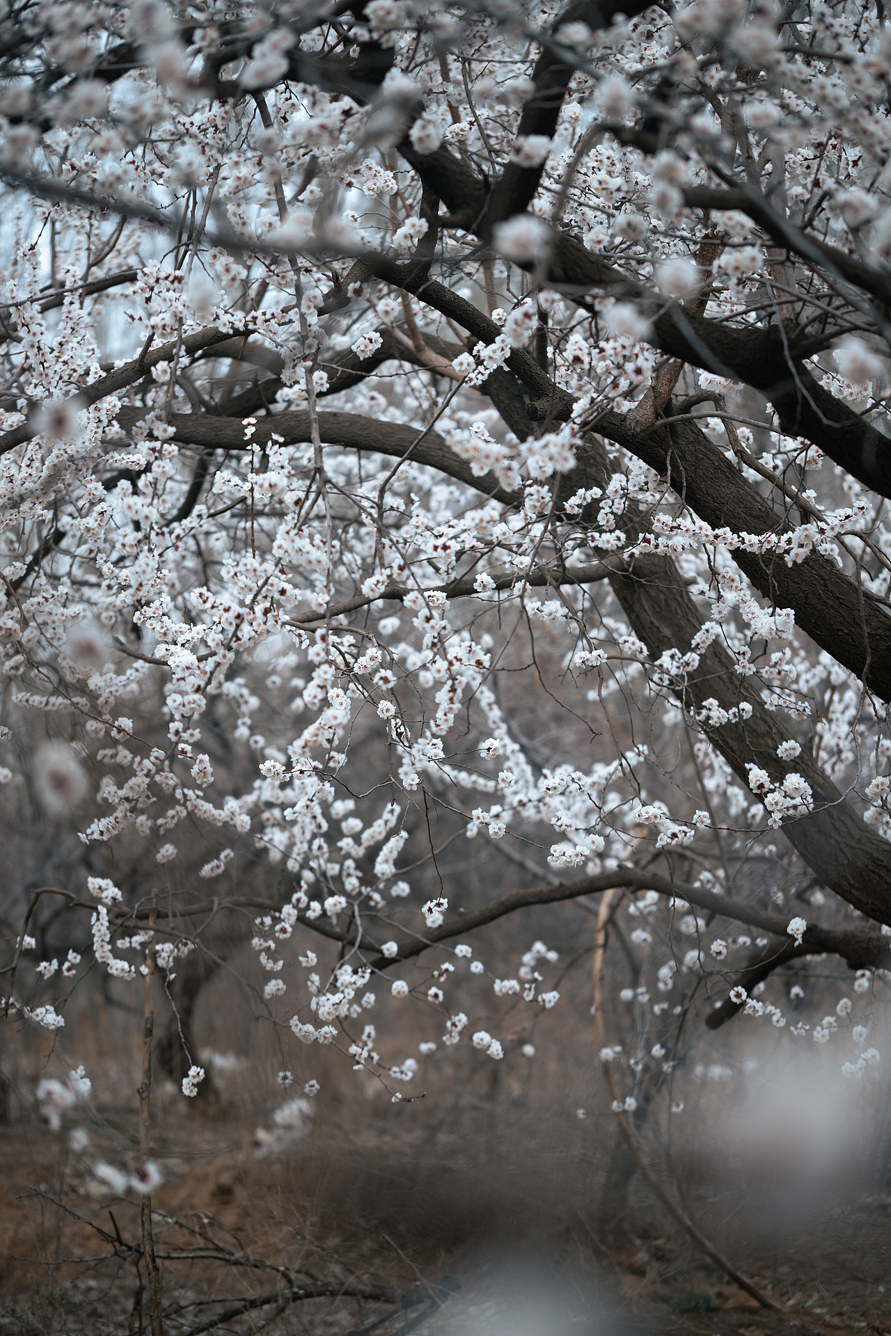 枝上雪（图ZNDA0MjgzOTc2） - 其他摄影 - 站酷设计师pear1103原创素材 - 站酷ZCOOL