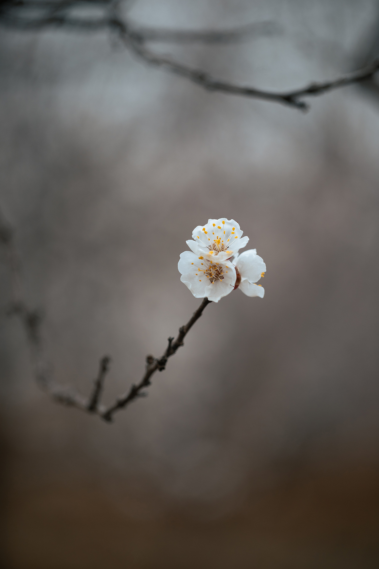 枝上雪（图ZNDA0MjgzOTg0） - 其他摄影 - 站酷设计师pear1103原创素材 - 站酷ZCOOL