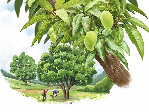 博物杂志科普插图——杧果树