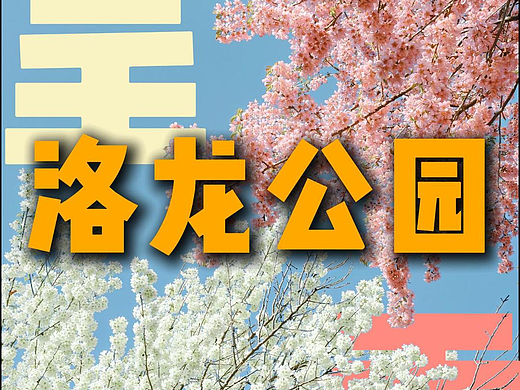 呈贡 洛龙公园 樱花节