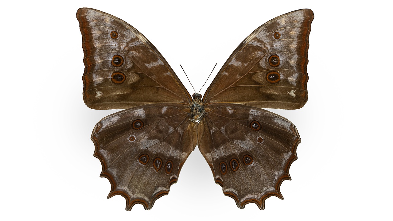 闪蝶标本展示（图ZNDA0MzgyMDky） - 其他摄影 - 站酷设计师饭饭饭樊原创素材 - 站酷ZCOOL