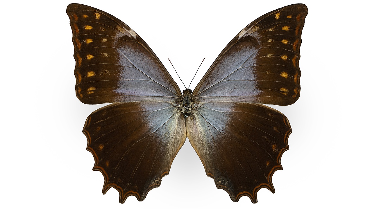 闪蝶标本展示（图ZNDA0MzgyMDg4） - 其他摄影 - 站酷设计师饭饭饭樊原创素材 - 站酷ZCOOL